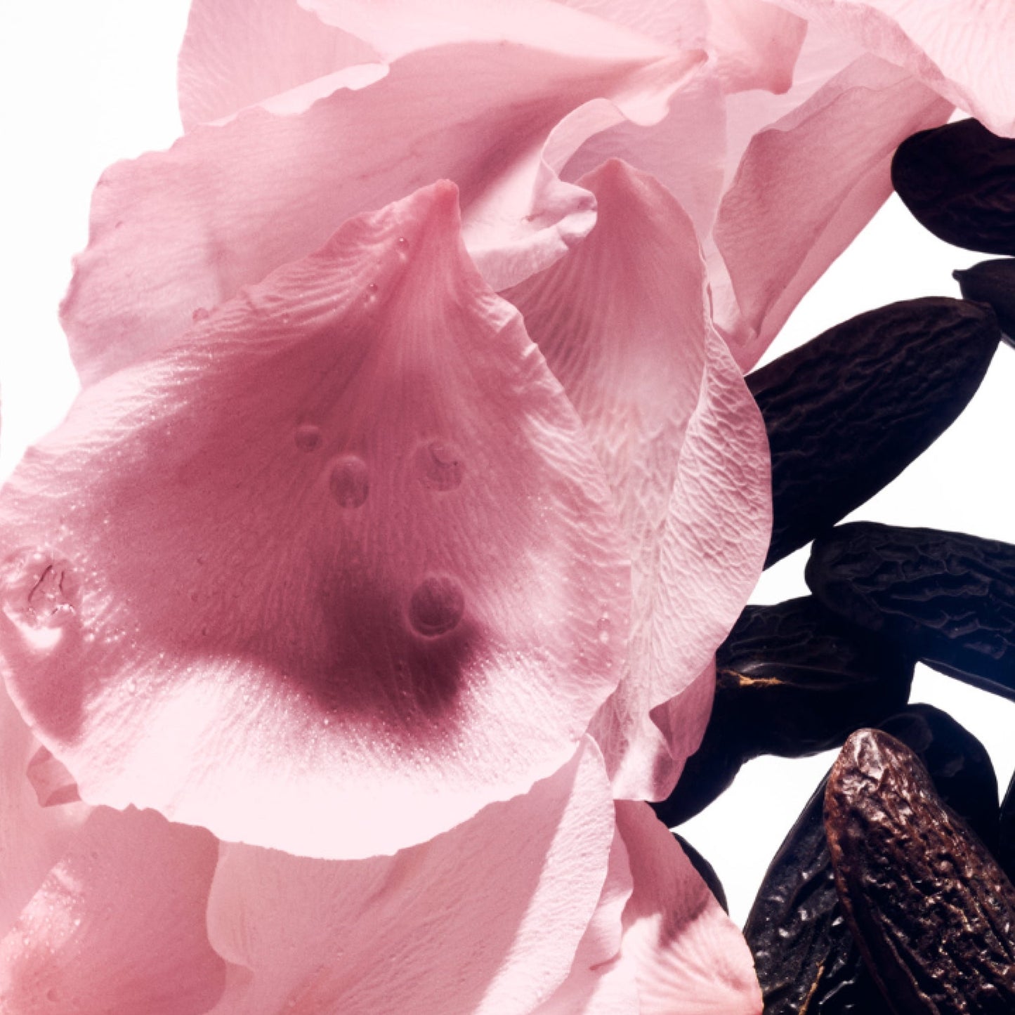 Balmain Rose de Soie Eau de Toilette - Product Details