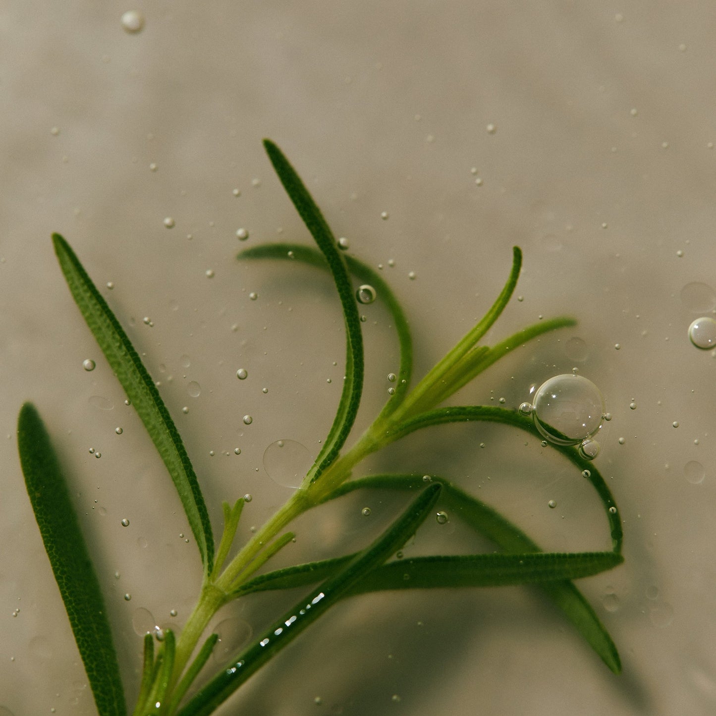 Aromatica Rosemary Scalp Scaling Shampoo - Product Details