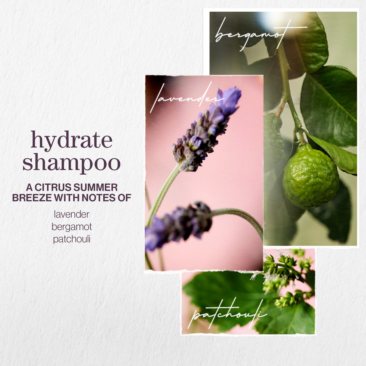 Pureology Hydrate Shampoo and Conditioner Bundle - Image 7